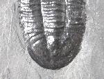 Paraszechuanella cf. changleensis (PENG 1990) - Bild &copy; FossNet FossilienStore